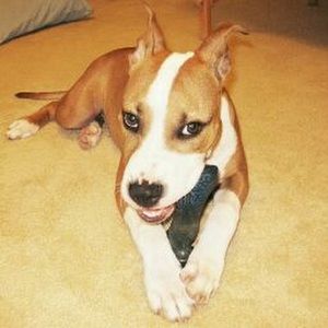 Meet your Posher, Quitman